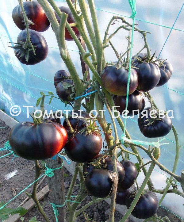 Томат Черная красавица, описание, купить, семена от производителя, отзывы, характеристика, фото, семена томатов от частных коллекционеров