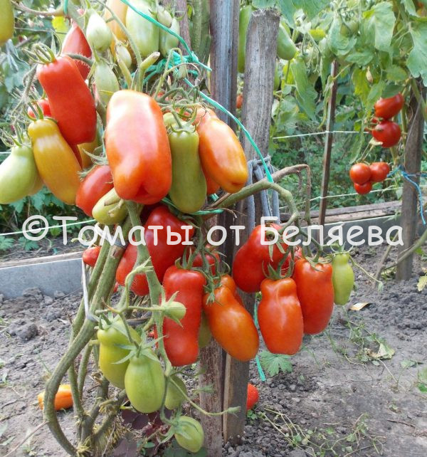 Томат Дрова описание, купить, семена от производителя, отзывы, характеристика, фото, семена томатов от частных коллекционеров