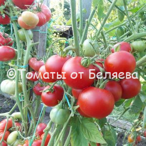 Томат Городской вителла описание, купить, семена от производителя, отзывы, характеристика, фото, семена томатов от частных коллекционеров