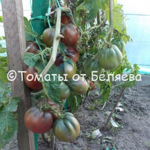 Томат Грааль Гном описание, Купить, Семена от производителя, отзывы, характеристика, фото, семена томатов от частных коллекционеров