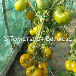 Томат Ирландский ликер описание, купить, семена от производителя, отзывы, характеристика, фото, семена томатов от частных коллекционеров