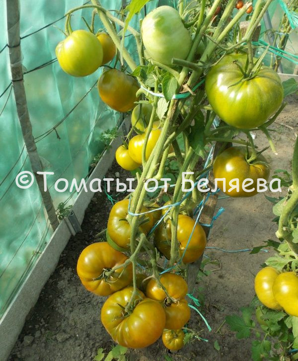 Томат Ирландский ликер описание, купить, семена от производителя, отзывы, характеристика, фото, семена томатов от частных коллекционеров
