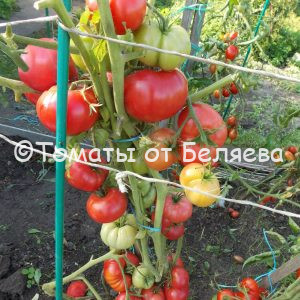 Томат Камнепад описание, купить, семена от производителя, отзывы, характеристика, фото, семена томатов от частных коллекционеров