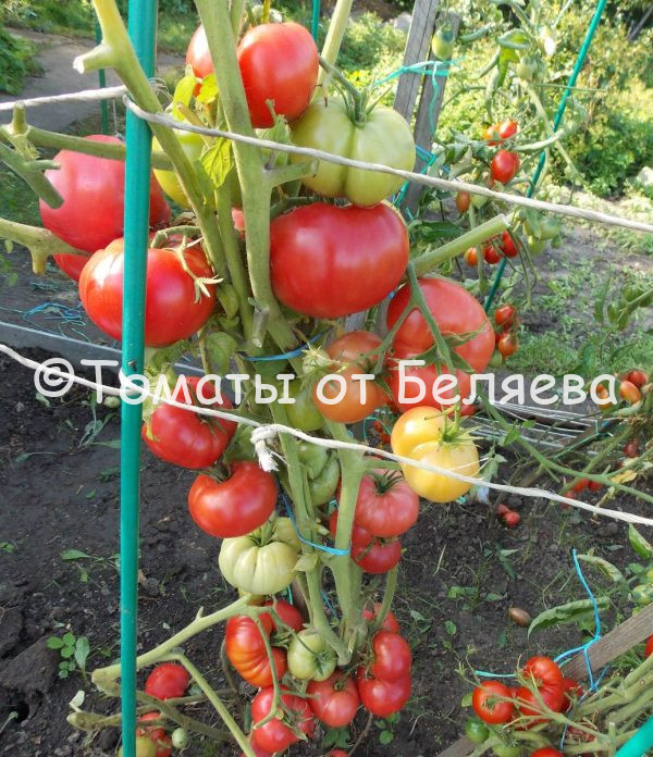 Томат Камнепад описание, купить, семена от производителя, отзывы, характеристика, фото, семена томатов от частных коллекционеров