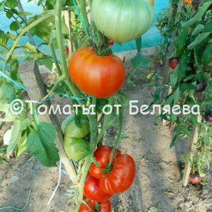 Томат Клара описание, купить, семена от производителя, отзывы, характеристика, фото, семена томатов от частных коллекционеров