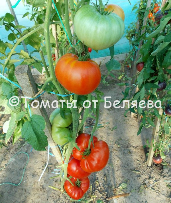 Томат Клара описание, купить, семена от производителя, отзывы, характеристика, фото, семена томатов от частных коллекционеров