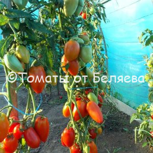 Томат Кортик - описание, купить, семена от производителя, отзывы, характеристика, фото, семена томатов от частных коллекционеров
