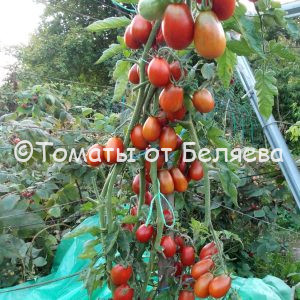 Томат Красный дракон - описание, купить, семена от производителя, отзывы, характеристика, фото, семена томатов от частных коллекционеров