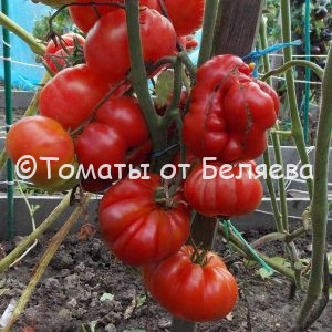 Томат Красный ребристый описание, купить, семена от производителя, отзывы, характеристика, фото, семена томатов от частных коллекционеров