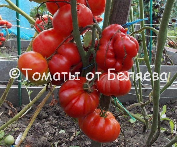 Томат Красный ребристый описание, купить, семена от производителя, отзывы, характеристика, фото, семена томатов от частных коллекционеров