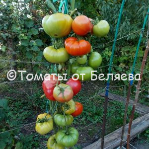 Томат Кулак Минусинский - описание, купить, семена от производителя, отзывы, характеристика, фото, семена томатов от частных коллекционеров