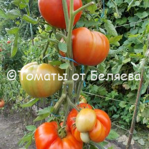 Томат Лев минусинский описание, купить, семена от производителя, отзывы, характеристика, фото, семена томатов от частных коллекционеров