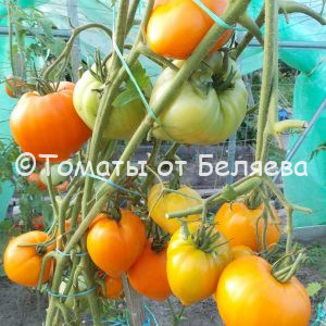 Томат Лискин нос-Оранжевое сердце описание, купить, семена от производителя, отзывы, характеристика, фото, семена томатов от частных коллекционеров