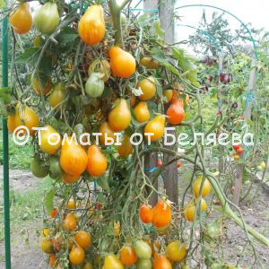 Томат Люк Фишоуз описание, купить, семена от производителя, отзывы, характеристика, фото, семена томатов от частных коллекционеров