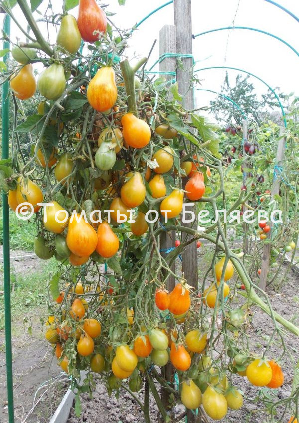 Томат Люк Фишоуз описание, купить, семена от производителя, отзывы, характеристика, фото, семена томатов от частных коллекционеров