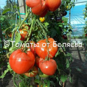 Томат Малиновое мамино сердце описание, купить, семена от производителя, отзывы, характеристика, фото, семена томатов от частных коллекционеров
