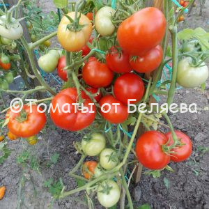 Томат Мамонтенок - описание, купить, семена от производителя, отзывы, характеристика, фото, семена томатов от частных коллекционеров