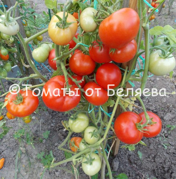 Томат Мамонтенок - описание, купить, семена от производителя, отзывы, характеристика, фото, семена томатов от частных коллекционеров