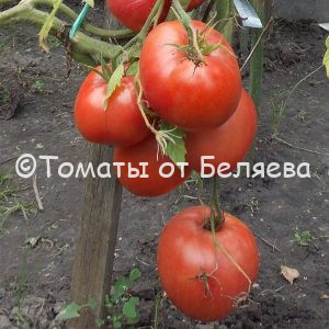 Томат Минусинский описание, Купить, Семена от производителя, отзывы, характеристика, фото, семена томатов от частных коллекционеров