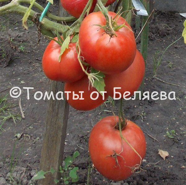 Томат Минусинский описание, Купить, Семена от производителя, отзывы, характеристика, фото, семена томатов от частных коллекционеров