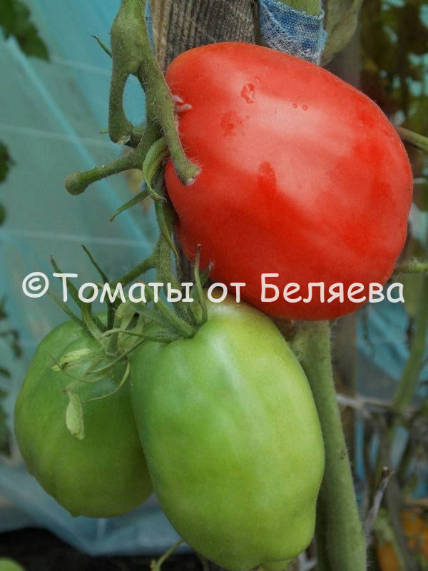 Томат Минусинские стаканы - описание, купить, семена от производителя, отзывы, характеристика, фото, семена томатов от частных коллекционеров