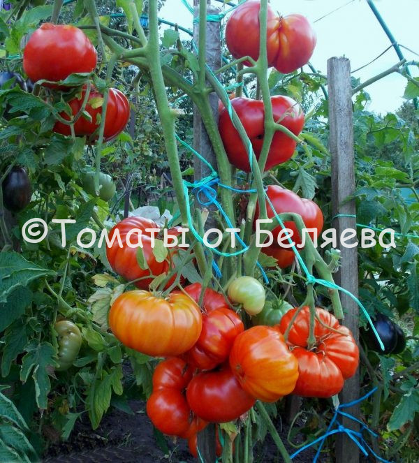 Томат Мясник Джек - описание, купить, семена от производителя, отзывы, характеристика, фото, семена томатов от частных коллекционеров