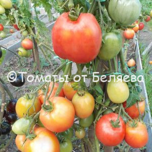 Томат Настенька - описание, купить, семена от производителя, отзывы, характеристика, фото, семена томатов от частных коллекционеров