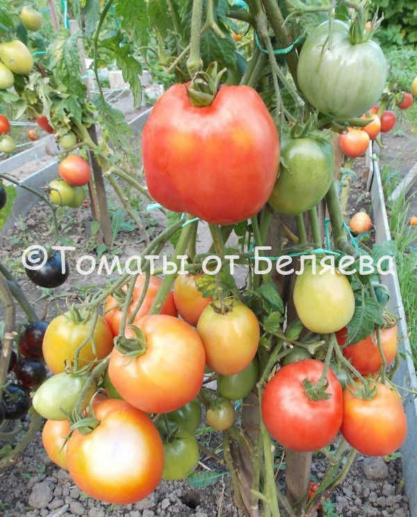 Томат Настенька - описание, купить, семена от производителя, отзывы, характеристика, фото, семена томатов от частных коллекционеров