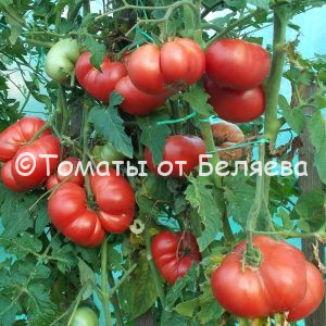 Томат Новый большой гном -описание, купить, семена от производителя, отзывы, характеристика, фото, семена томатов от частных коллекционеров