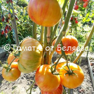 Томат Обед влюбленных- описание, купить, семена от производителя, отзывы, характеристика, фото, семена томатов от частных коллекционеров