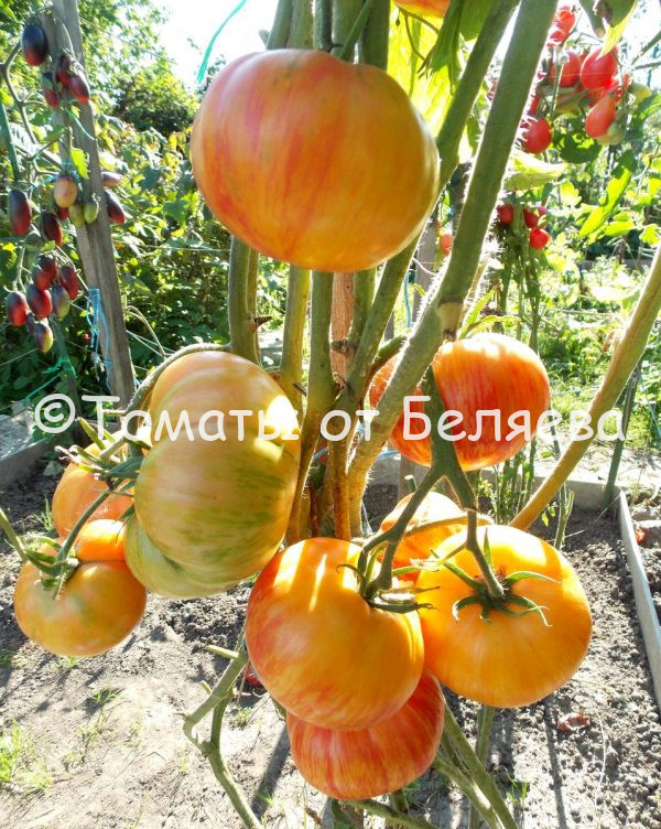 Томат Обед влюбленных- описание, купить, семена от производителя, отзывы, характеристика, фото, семена томатов от частных коллекционеров