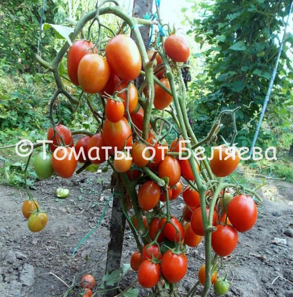 Томат Оконный гном описание, купить, семена от производителя, отзывы, характеристика, фото, семена томатов от частных коллекционеров