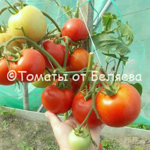 Томат Орбита описание, купить, семена от производителя, отзывы, характеристика, фото, семена томатов от частных коллекционеров
