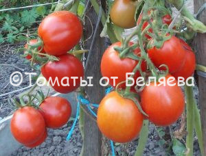 Томат Рая - описание, купить, семена от производителя, отзывы, характеристика, фото, семена томатов от частных коллекционеров