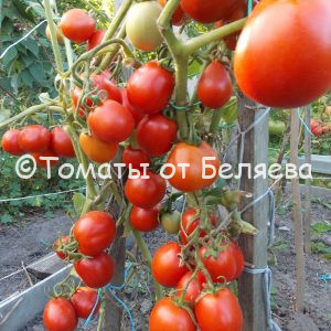 Томат Рая - описание, купить, семена от производителя, отзывы, характеристика, фото, семена томатов от частных коллекционеров