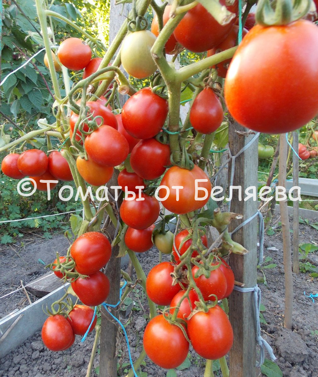 помидоры рая описание сорта