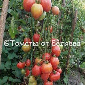 Томат Розовая дымка - описание, купить, семена от производителя, отзывы, характеристика, фото, семена томатов от частных коллекционеров