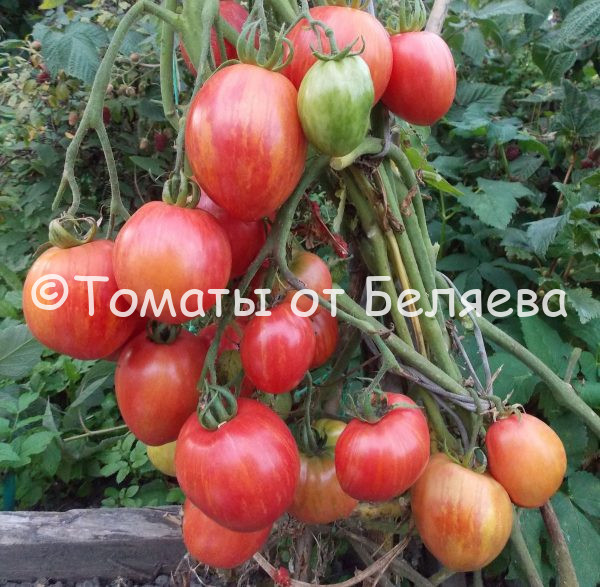 Томат Розовая дымка - описание, купить, семена от производителя, отзывы, характеристика, фото, семена томатов от частных коллекционеров