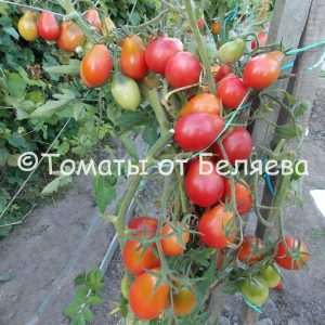 Томат Розовый джем описание, купить, семена от производителя, отзывы, характеристика, фото, семена томатов от частных коллекционеров