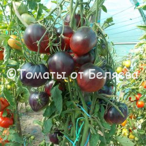 Томат Сержант Пеппер, описание, купить, семена от производителя, отзывы, характеристика, фото, семена томатов от частных коллекционеров
