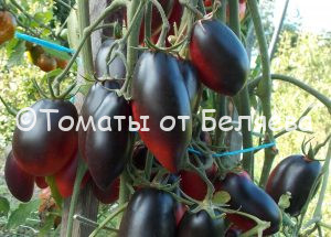 Томат Сливка гурман, описание, купить, семена от производителя, отзывы, характеристика, фото, семена томатов от частных коллекционеров
