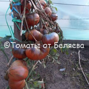 Томат Стринги Гном описание, Купить, Семена от производителя, отзывы, характеристика, фото, семена томатов от частных коллекционеров