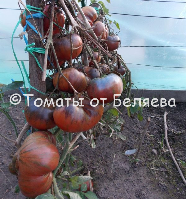 Томат Стринги Гном описание, Купить, Семена от производителя, отзывы, характеристика, фото, семена томатов от частных коллекционеров