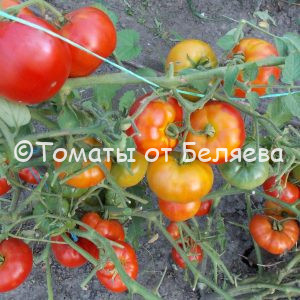 Низкорослые томаты : Описание, ОТЗЫВЫ(281), фото, семена, купить - Томат32