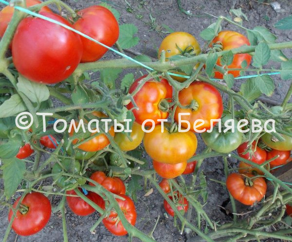 Томат Викторианский гном описание, Купить, Семена от производителя, отзывы, характеристика, фото, семена томатов от частных коллекционеров