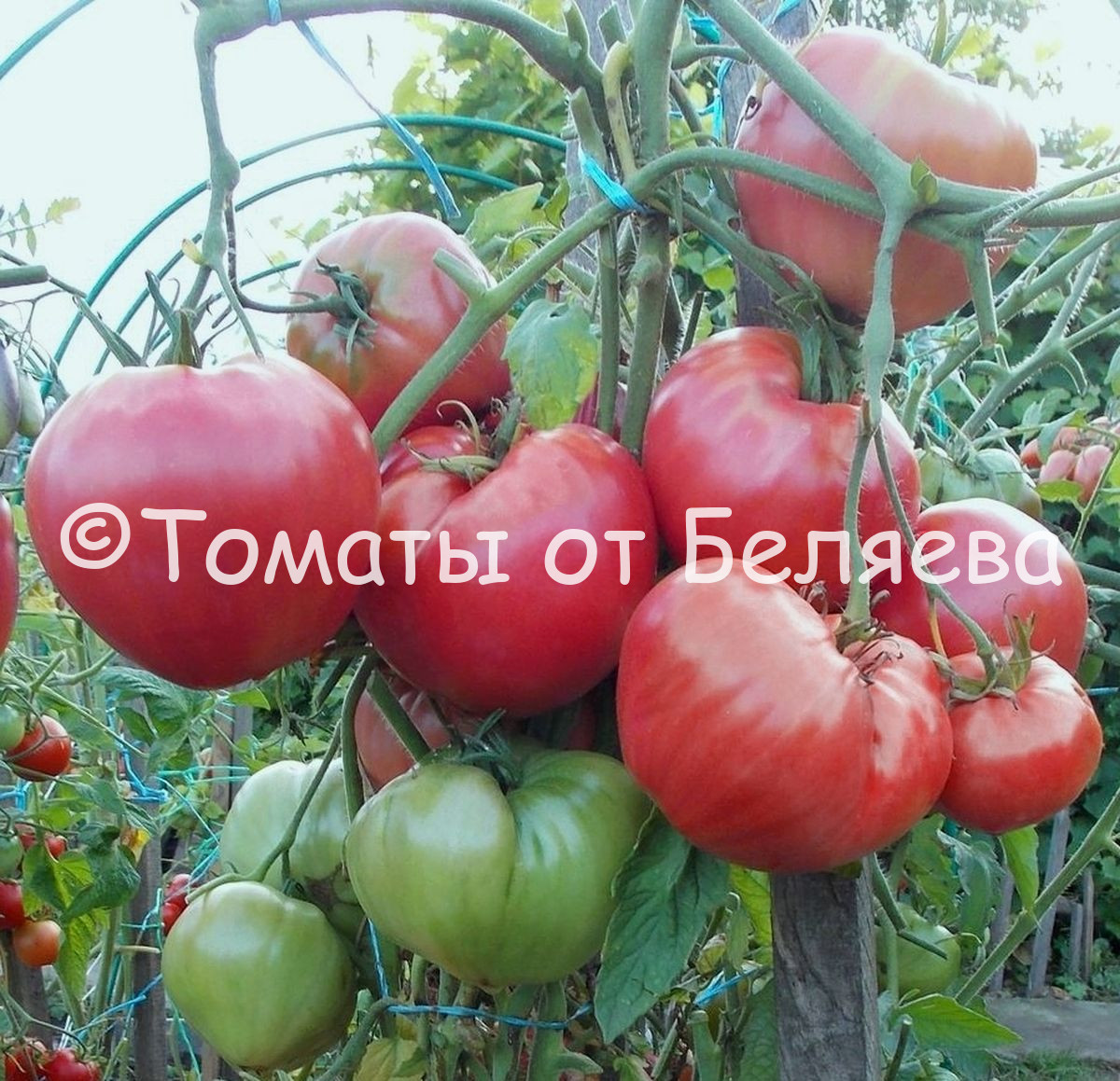 Томат Властелин минусинский • Описание, ОТЗЫВЫ(15), фото, семена, купить