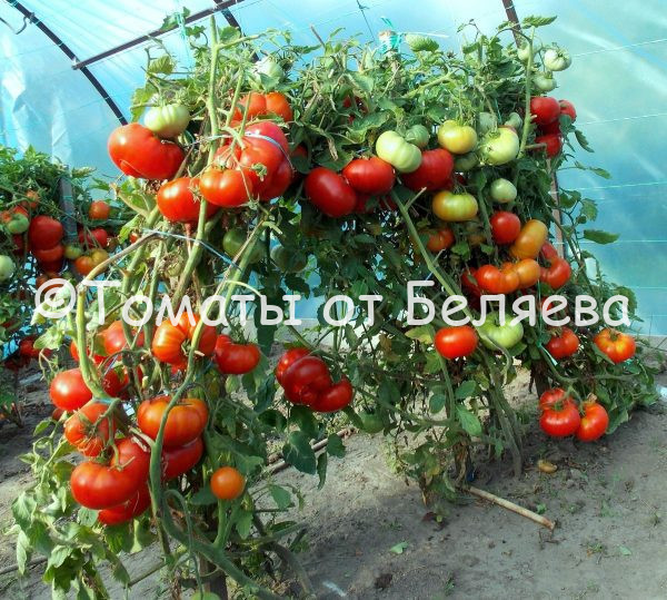 Томат Вымпел - описание, купить, семена от производителя, отзывы, характеристика, фото, семена томатов от частных коллекционеров