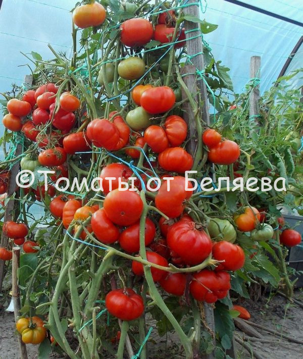 Томат Вызов - описание, купить, семена от производителя, отзывы, характеристика, фото, семена томатов от частных коллекционеров