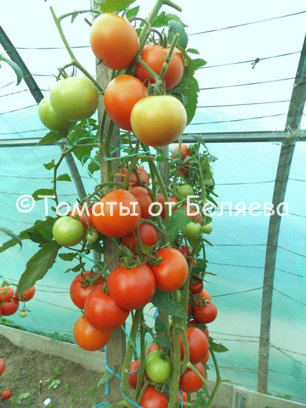 Томат Ярморочный - описание, купить, семена от производителя, отзывы, характеристика, фото, семена томатов от частных коллекционеров