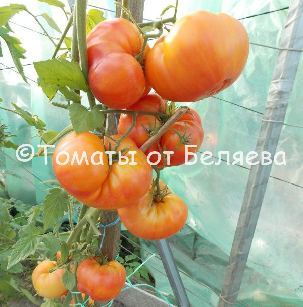 Томат Закат Аллегени описание, купить, семена от производителя, отзывы, характеристика, фото, семена томатов от частных коллекционеров
